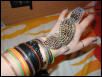 Daph on my hand
