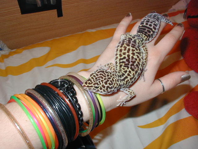 Daph on my hand