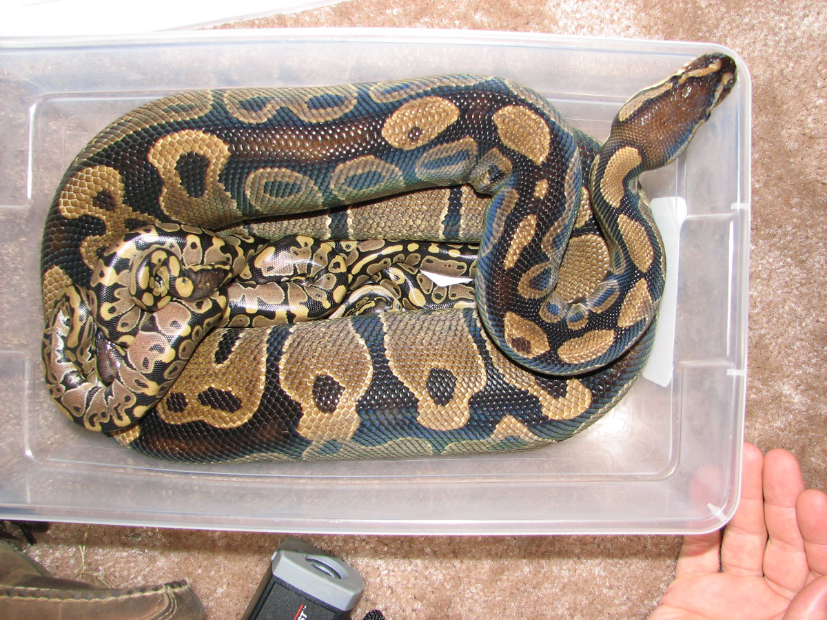 Big momma and babies