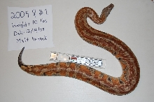2004 Adult Female #1- Yellow Blood