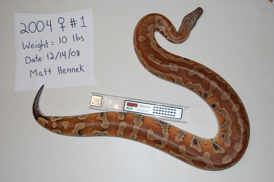 2004 Adult Female #1- Yellow Blood