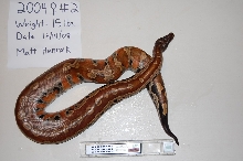 2004 Adult Female #2- Red Blood