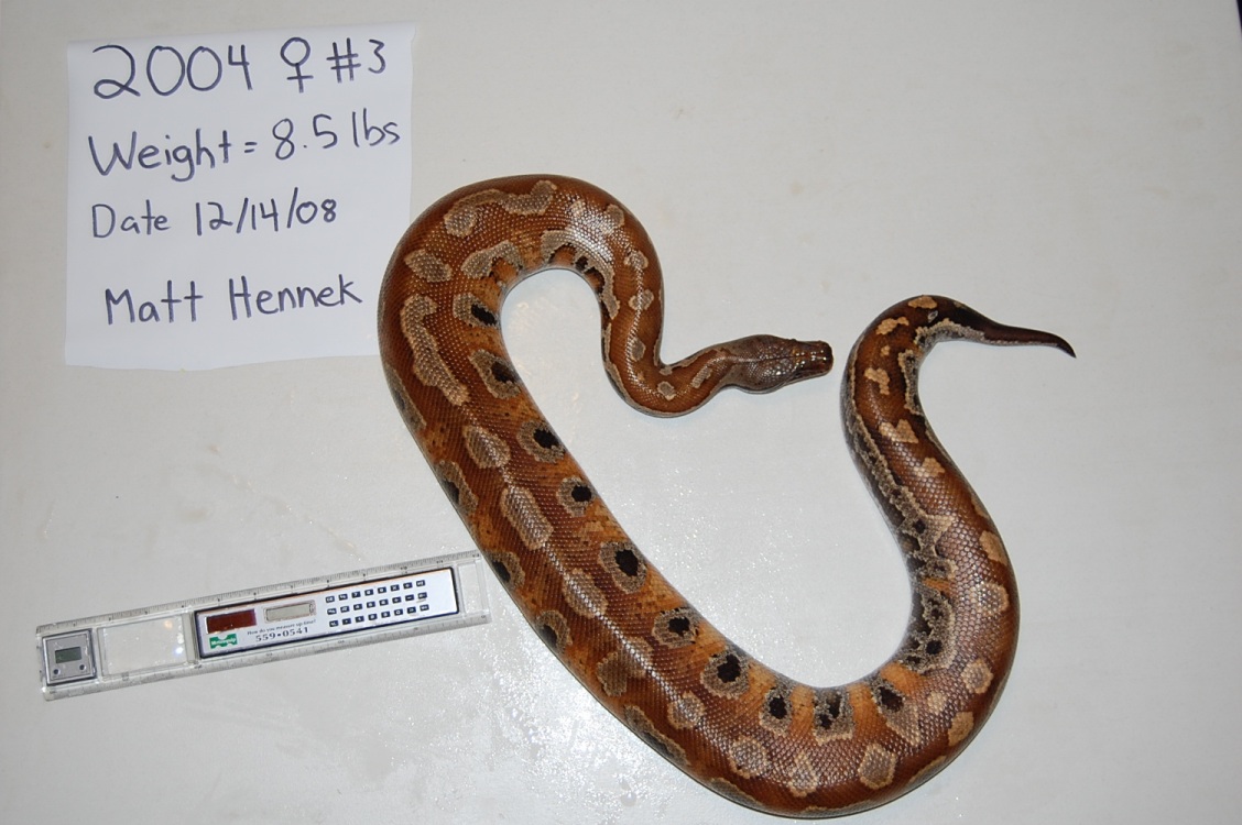 2004 Adult Female #3- Red Blood