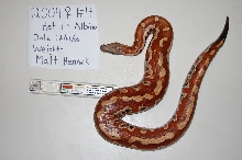 2004 Adult Female #4- Het Albino Blood