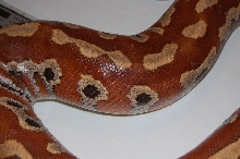 2004 Adult Female #4- Het Albino Blood Side Shot