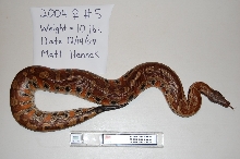 2004 Adult Female #5- Red Blood AKA Sunset