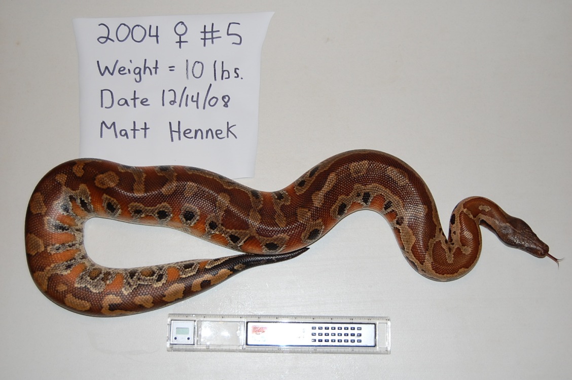 2004 Adult Female #5- Red Blood AKA Sunset