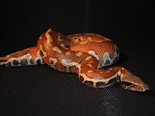 I'm sexy...should I cross my legs like this...do I have legs?