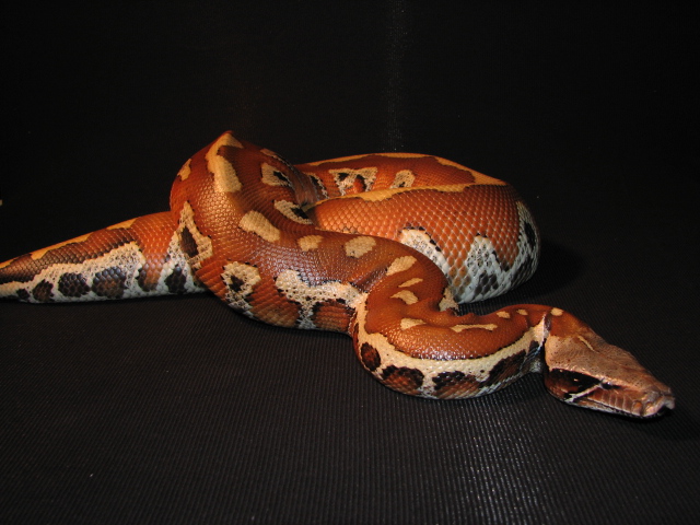 I'm sexy...should I cross my legs like this...do I have legs?