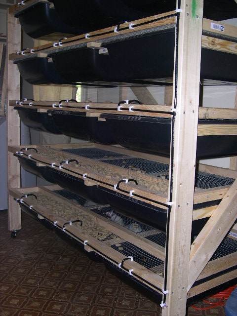 Rat Rack 2