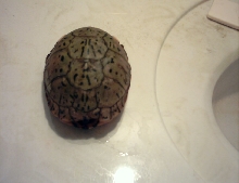 lue box turtle?