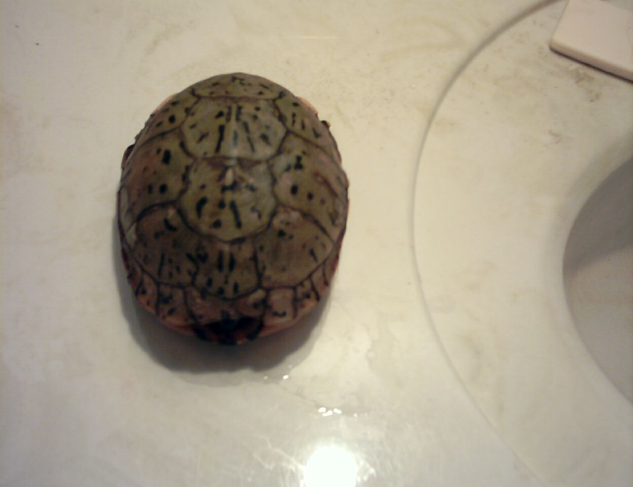 lue box turtle?