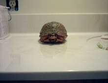 lue box turtle?