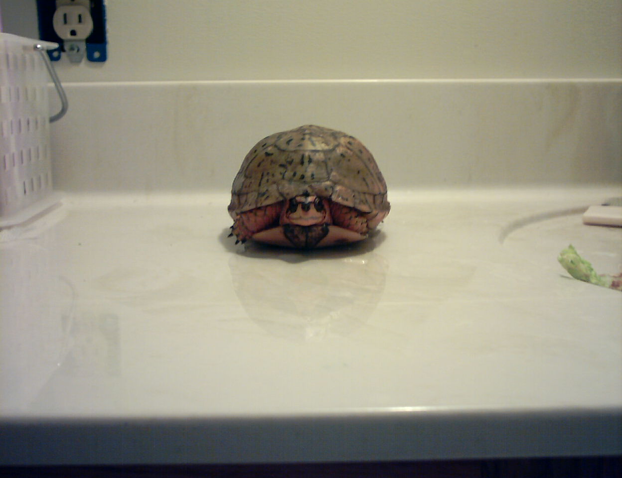 lue box turtle?