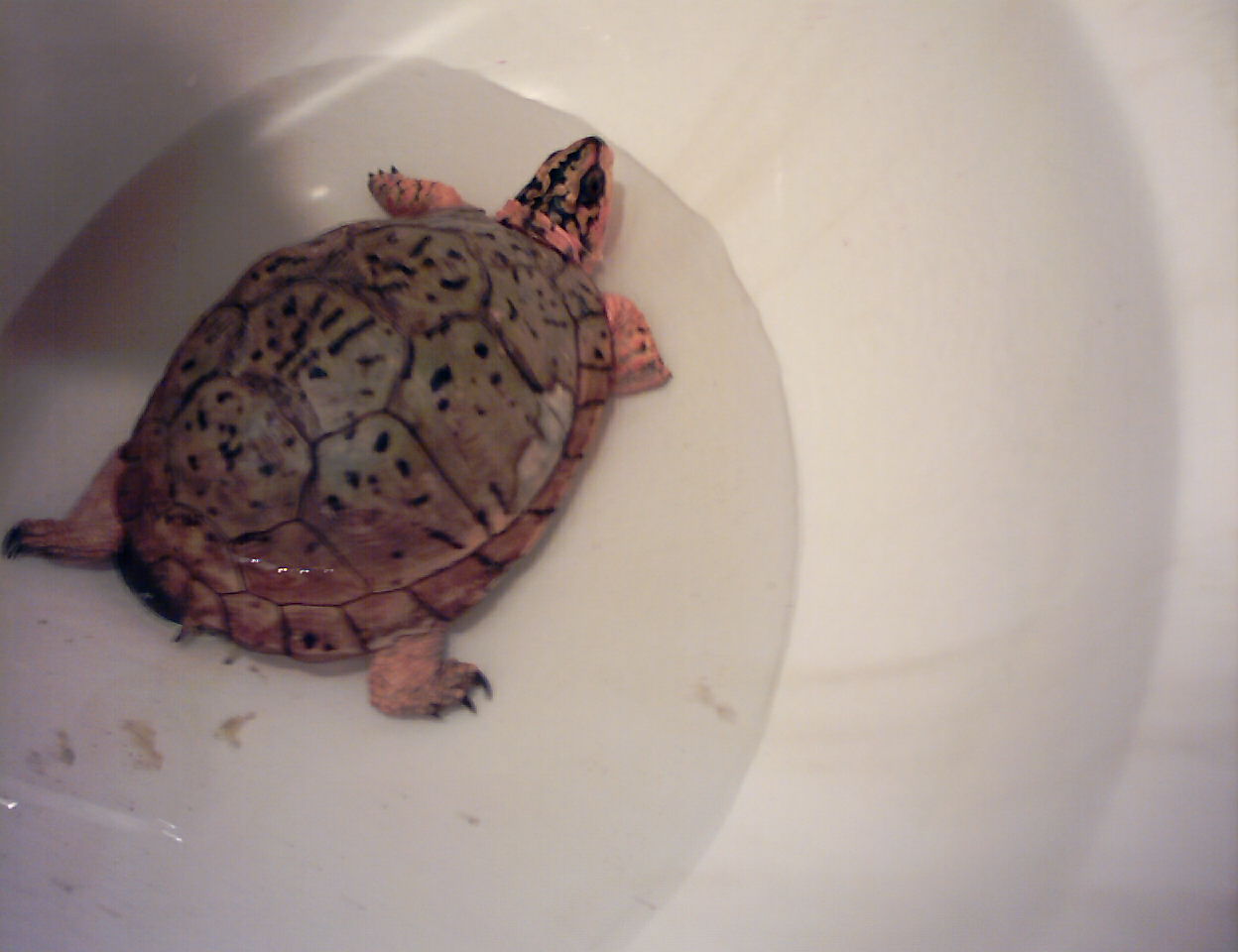 turtle