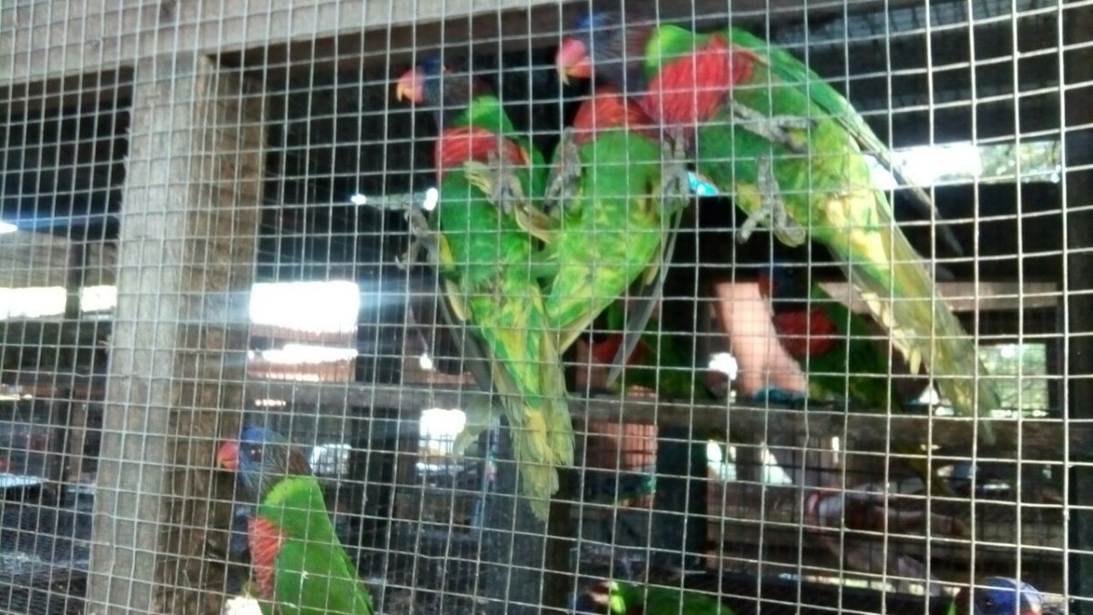 Rainbow Lori