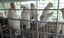 Cockatoo