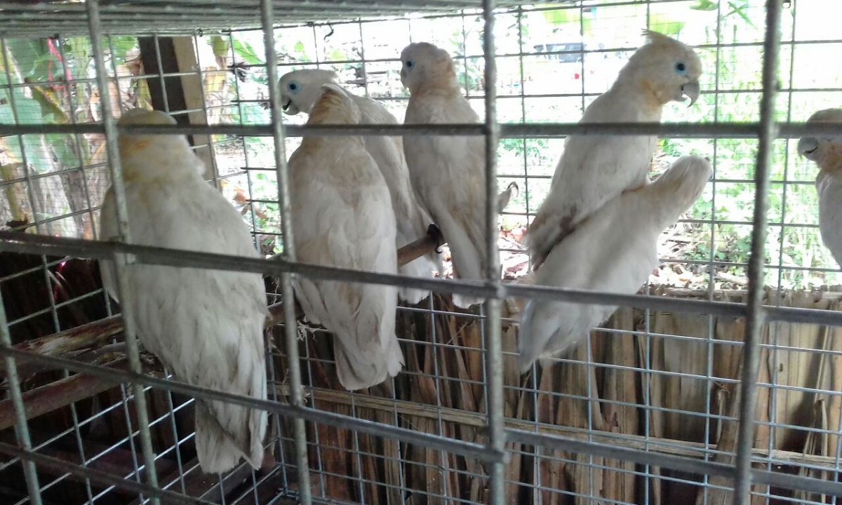 Cockatoo