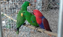 Eclectus Parrot