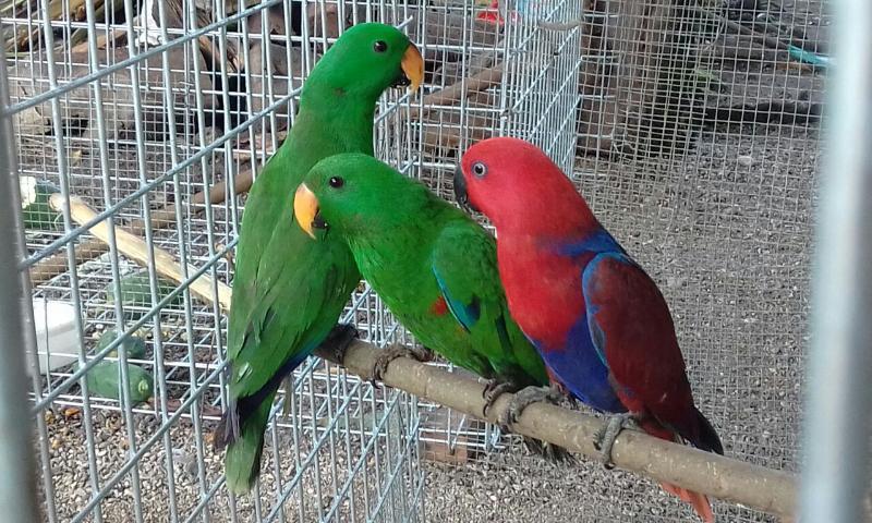 Eclectus Parrot