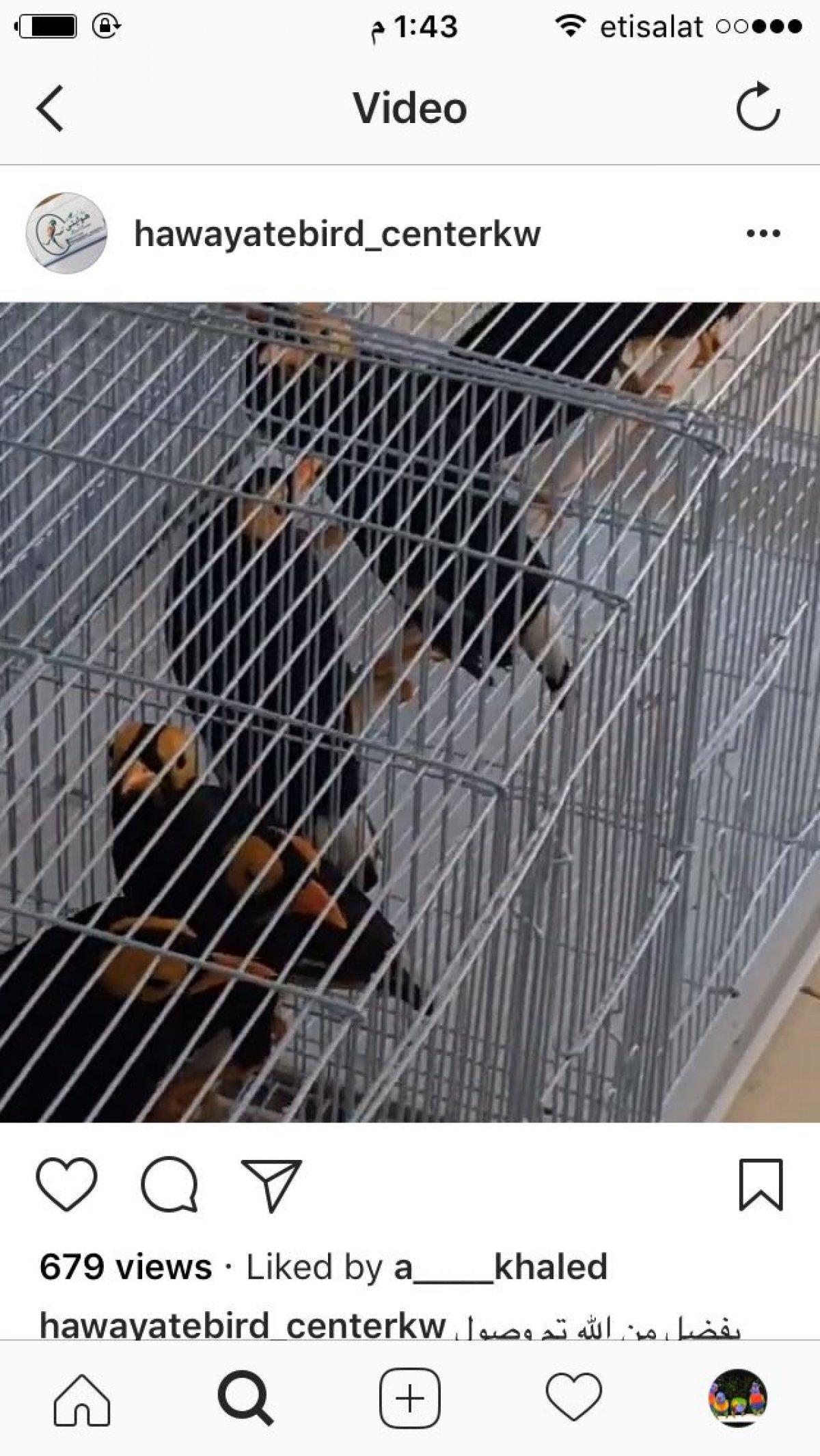 Yellow Face Myna