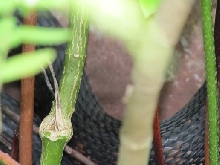 Body of water snake in our backyard fish pond