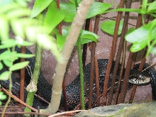 Water snake in backyard fish pond