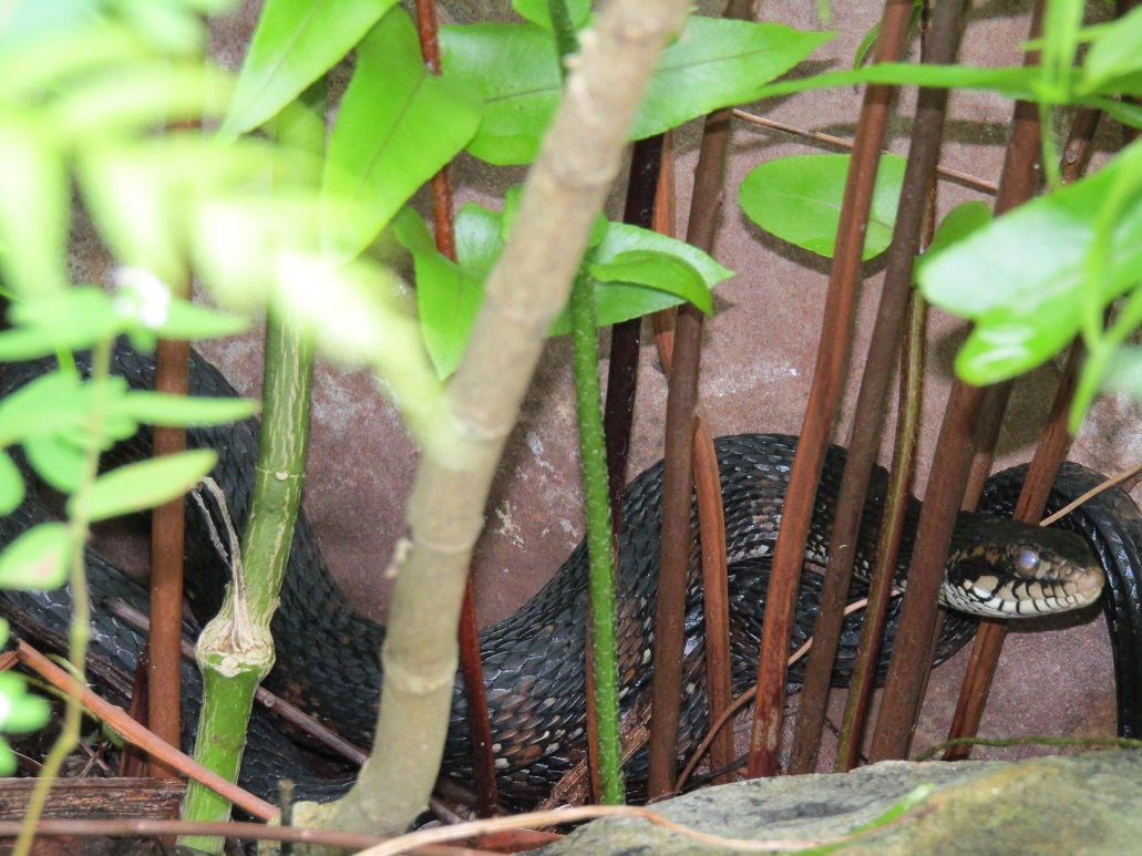Water snake in backyard fish pond