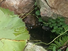 Water snake head