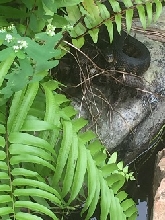 Body of the watersnake in our backyard fish pond