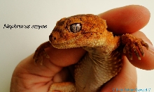 Nephrurus amyae