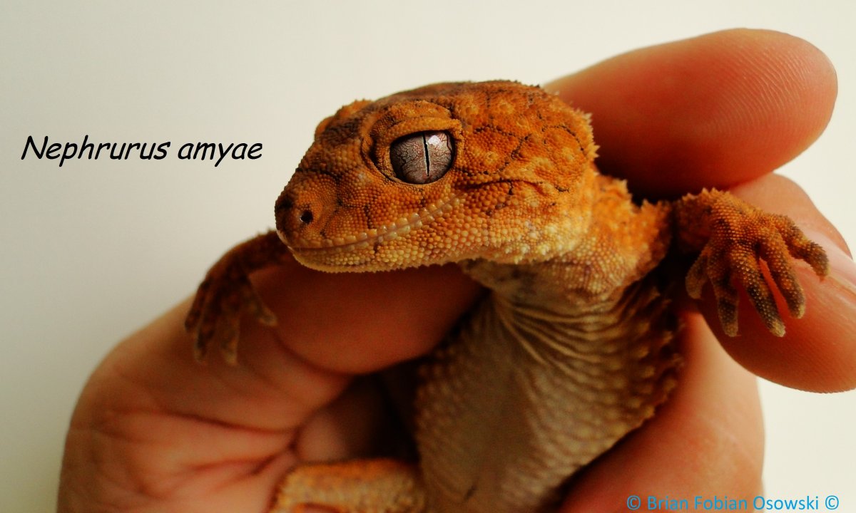 Nephrurus amyae