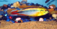 Apistogramma Agassizii