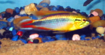 Apistogramma Agassizii