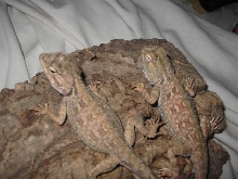 Agama