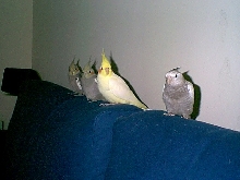 "Flock of Four"