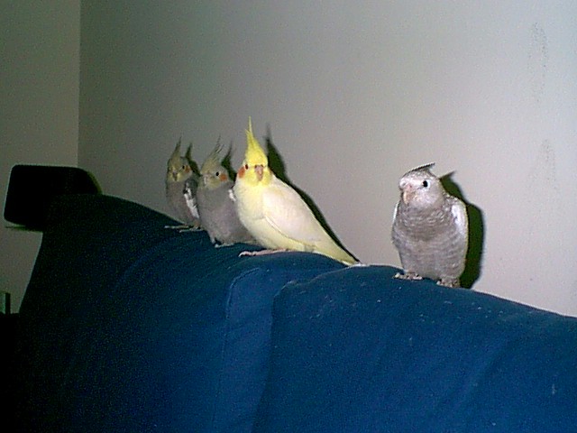 "Flock of Four"