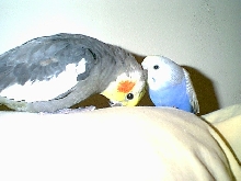 Sammie and Stitch