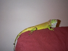 Guano on Bed