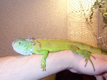 Guano relaxing on hand