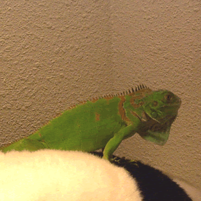 Guano's Spot