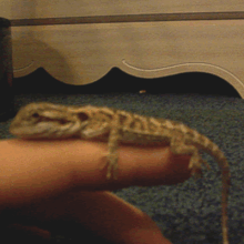 New Beardie
