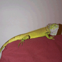 Guano on bed