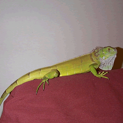 Guano on bed