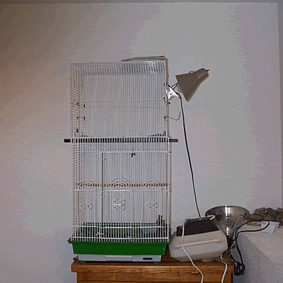 Old cage