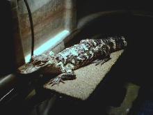 3' Gator