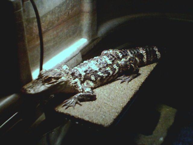 3' Gator