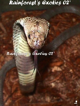 Russian Cobra
