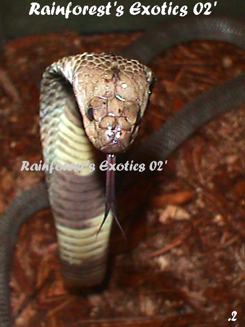 Russian Cobra