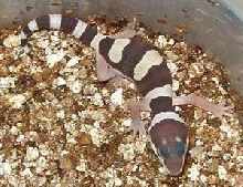 New Hatchling